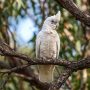 little corella