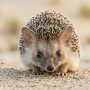 long-eared hedgehog