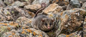 mountain pygmy possum