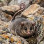 mountain pygmy possum