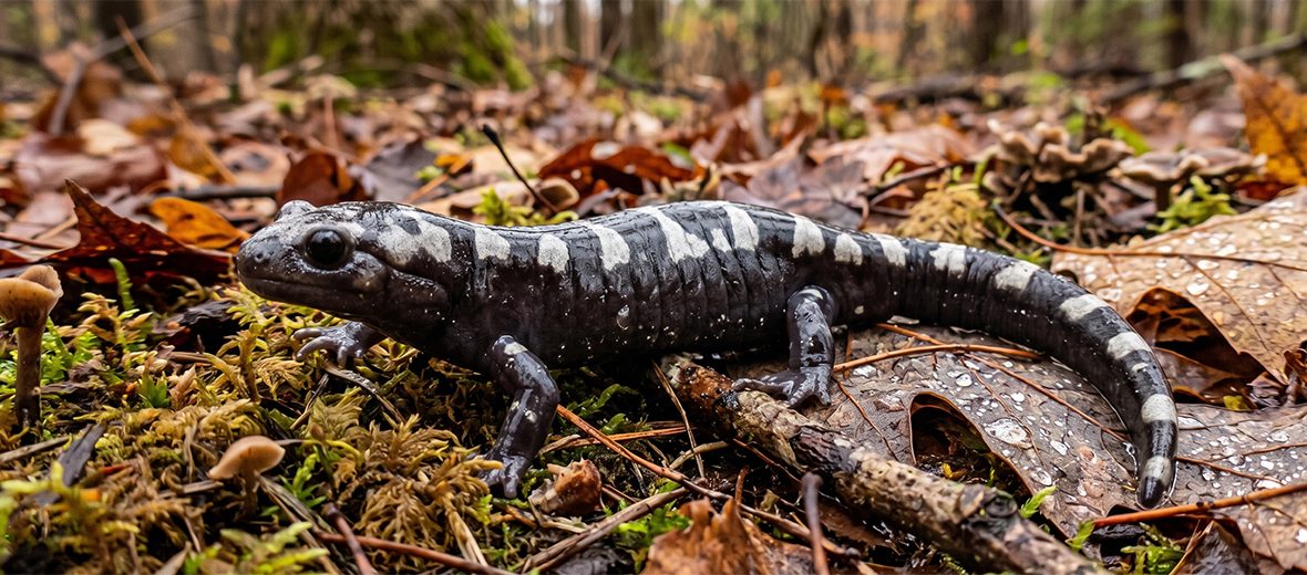 marbled salamander