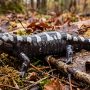 marbled salamander