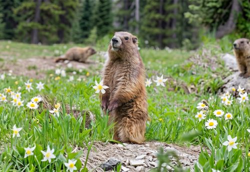 Olympic marmot
