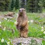 Olympic marmot