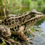 pickerel frog