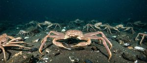snow crab