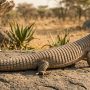Sudan plated lizard