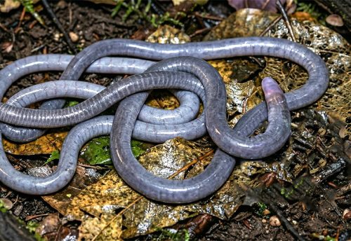 Thompson’s caecilian
