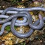 Thompson’s caecilian