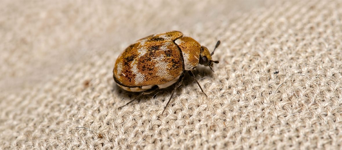 varied carpet beetle