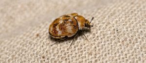 varied carpet beetle