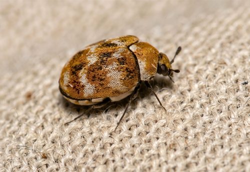 varied carpet beetle
