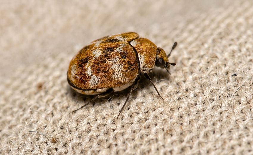 varied carpet beetle