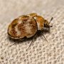 varied carpet beetle
