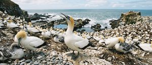 Australian gannet