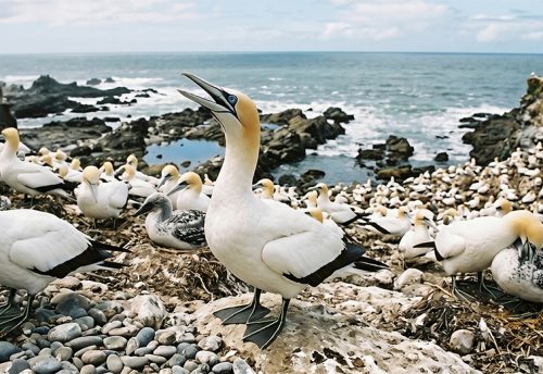Australian gannet