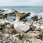 Australian gannet