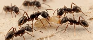 Asian needle ant
