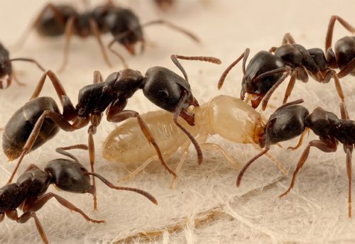 Asian needle ant