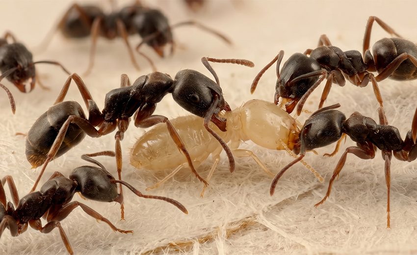 Asian needle ant