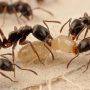 Asian needle ant