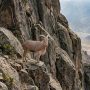 Barbary sheep