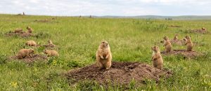 black-tailed prairie dog