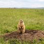 black-tailed prairie dog