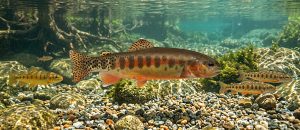 California golden trout