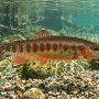California golden trout