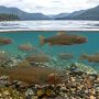 cutthroat trout