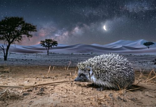 desert hedgehog