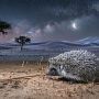 desert hedgehog
