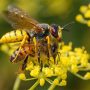 European beewolf