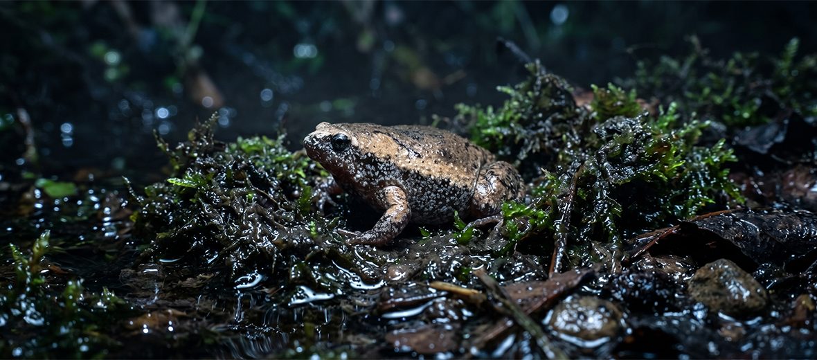 eastern narrow-mouthed toad