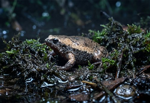 eastern narrow-mouthed toad