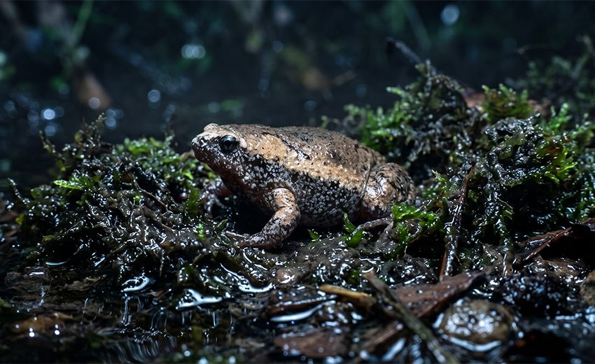 eastern narrow-mouthed toad