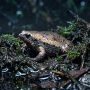 eastern narrow-mouthed toad
