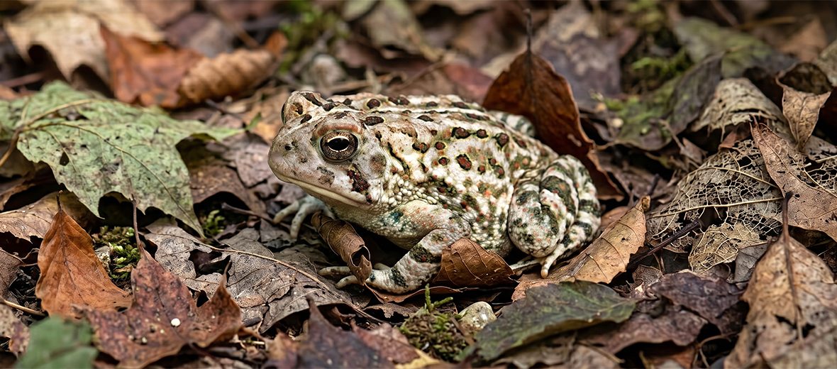 Fowler's toad