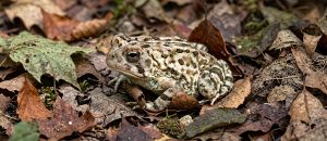 The Fowler’s Toad