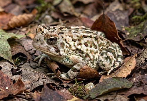 Fowler's toad