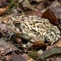 Fowler's toad