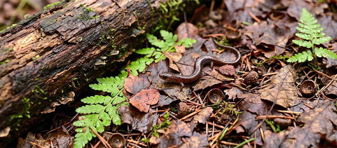 garden slender salamander