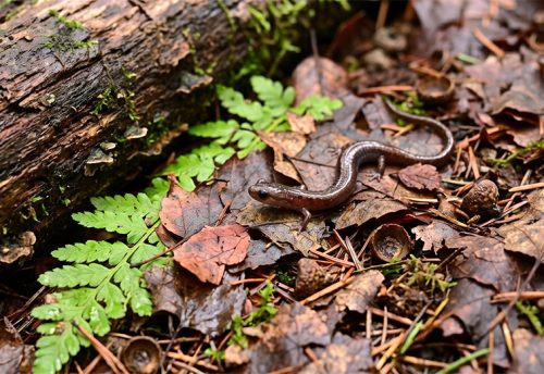 garden slender salamander