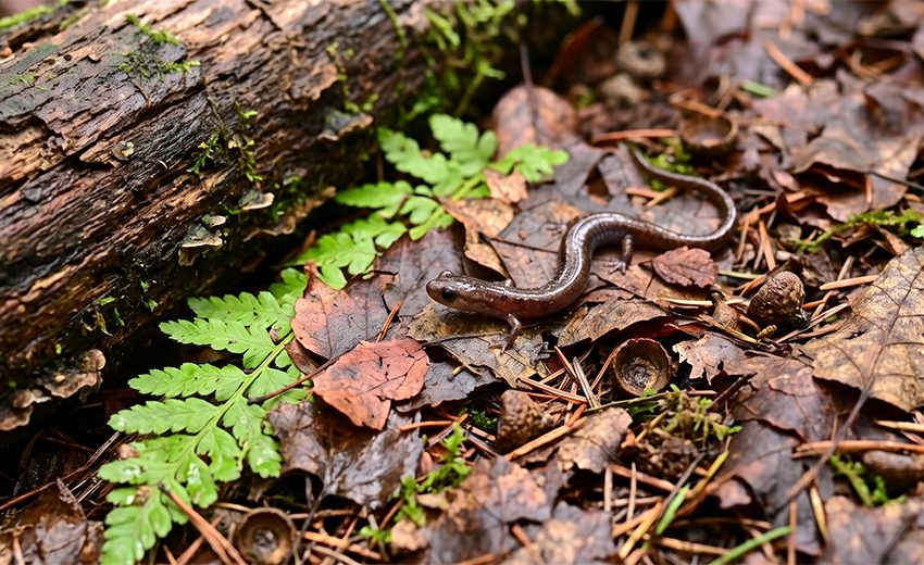 garden slender salamander