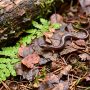 garden slender salamander