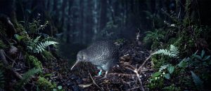 little spotted kiwi