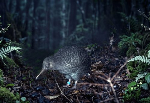 little spotted kiwi