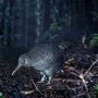 little spotted kiwi
