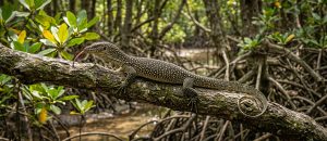 mangrove monitor